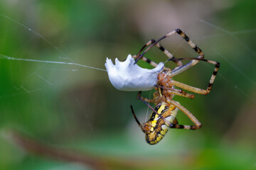 獲物を捕らえたジョロウグモ