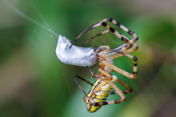 獲物を捕らえたジョロウグモ