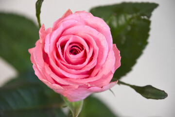 ピンクのばら