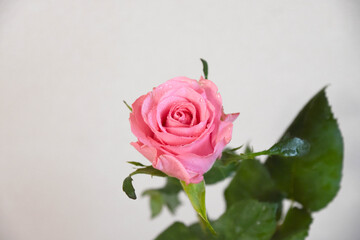 ピンクのばら