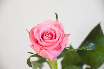 Obraz premium ピンクのばら