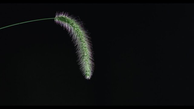 Tokyo Japan - September 15, 2025: Closeup of green bristlegrass against the light
