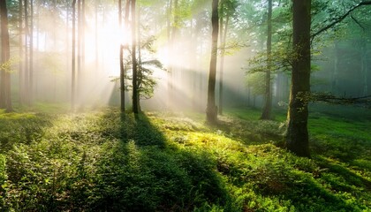 Obraz premium Foggy Forest Sunlight Filters Through Trees In A Green Dense Natural Scene