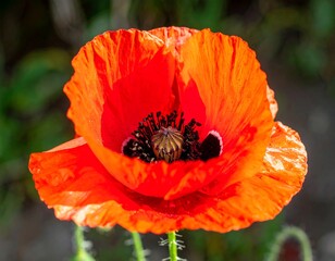 Close-up of a vibrant red poppy