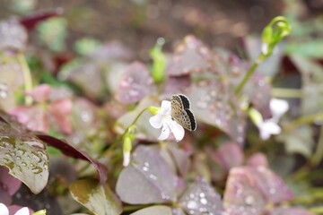 雨に濡れたクローバーの白い花にとまっている小さなシジミチョウを捉えたクローズアップ写真。繊細な羽の模様と、濡れた葉の質感が際立ち、自然のディテールを美しく表現しています。