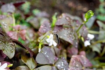 雨上がりのクローバーの白い花にとまっている小さなシジミチョウを捉えたクローズアップ写真。背景の葉の水滴が美しくボケており、幻想的な雰囲気の中で生きる生命を表現しています。
