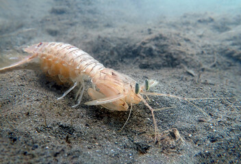 Squilla mantis shrimp, underwater photography into the Mediterranean sea