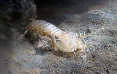Squilla mantis shrimp, underwater photography into the Mediterranean sea