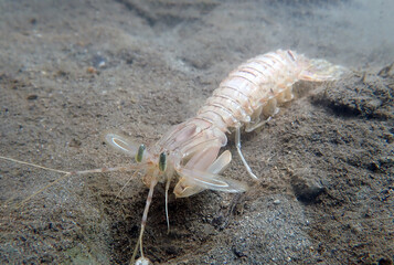 Squilla mantis shrimp, underwater photography into the Mediterranean sea