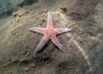 Red comb sand seastar - Astropecten aranciacus