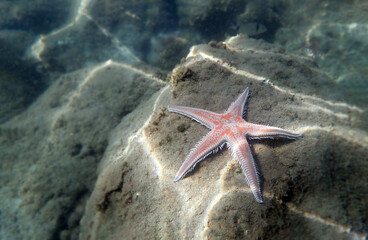 Red comb sand seastar - Astropecten aranciacus