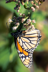 monarch butterfly on a flower