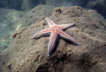 Red comb sand seastar - Astropecten aranciacus