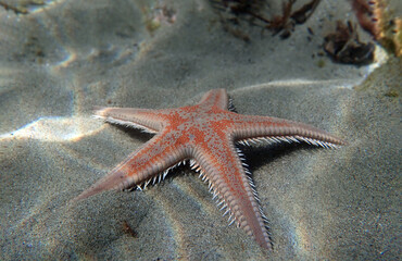 Red comb sand seastar - Astropecten aranciacus