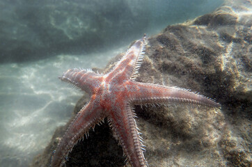 Red comb sand seastar - Astropecten aranciacus
