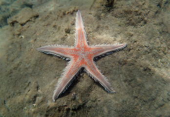 Red comb sand seastar - Astropecten aranciacus