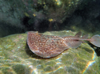  Marbled electric ray - (Torpedo marmorata)