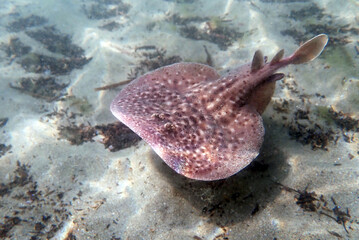  Marbled electric ray - (Torpedo marmorata)