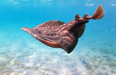  Marbled electric ray - (Torpedo marmorata)in the blue sea. Underwater world. Marine life.
