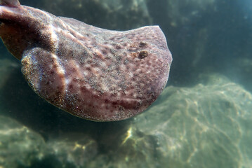  Marbled electric ray - (Torpedo marmorata)