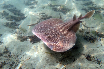  Marbled electric ray - (Torpedo marmorata)