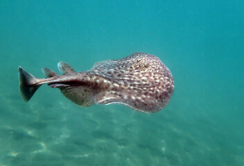 Marbled electric ray - (Torpedo marmorata)