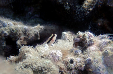 Longstriped blenny fish - Parablennius rouxi