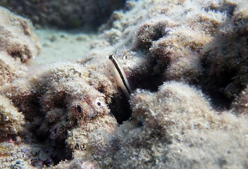 Longstriped blenny fish - Parablennius rouxi