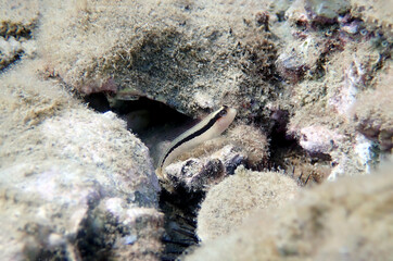 Longstriped blenny fish - Parablennius rouxi