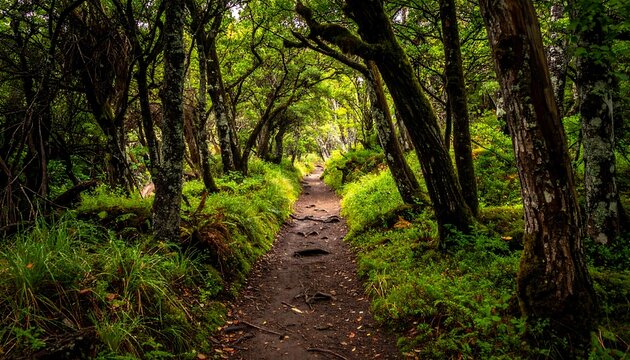Lush forest path