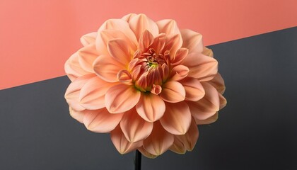 A Close Up Photograph Of A Single Peach Colored Dahlia Flower Against A Split Background Of Coral Pink And Dark Gray