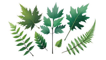 A fresh set of green leaves isolated on transparent background