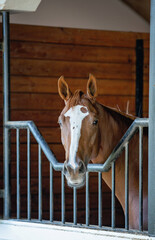 Chestnut horse with white blaze standing in stable stall