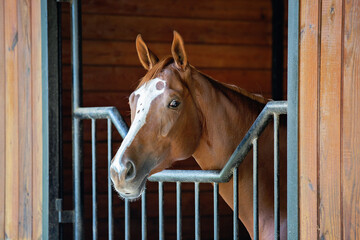 Chestnut horse with white blaze standing in stable stall