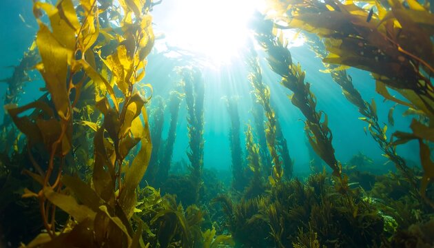 Sunlight filtering through underwater kelp forest