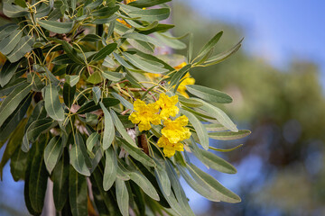 Yellow flowering tree branch with green leaves outdoors