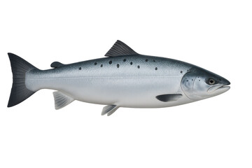 Obraz premium Fresh Atlantic salmon fish isolated on transparent background, healthy protein.