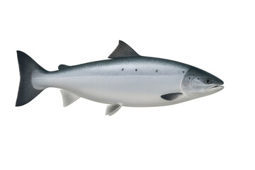 Obraz premium Whole fresh Atlantic salmon fish isolated on a transparent background, seafood