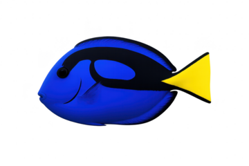 Vibrant blue tang fish with yellow tail isolated on transparent background