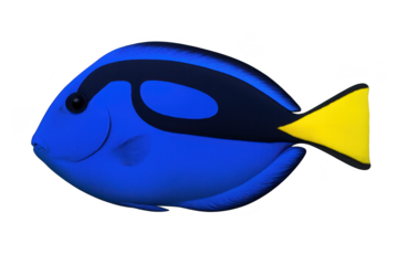 Vibrant blue tang fish with yellow tail isolated on transparent background