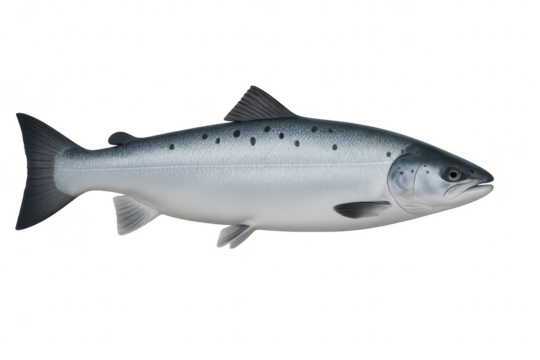 Fresh Atlantic salmon fish isolated on transparent background, healthy protein.