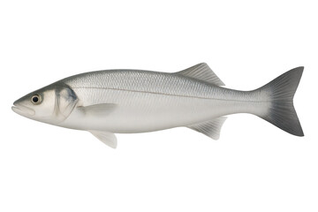 Obraz premium Whole fresh raw sea bass fish isolated on transparent background for food design