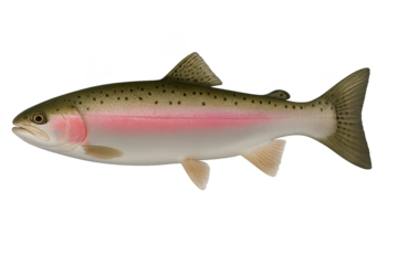 Vibrant rainbow trout fish, detailed view, isolated on transparent background