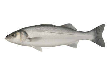 Fototapeta premium Fresh whole European sea bass fish isolated on transparent background.