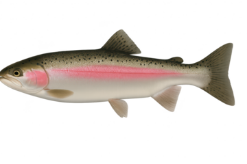 Vibrant Rainbow Trout, fresh and isolated on a clean transparent background