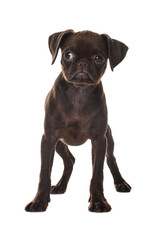 Cute Brabancon Griffon puppy on white background