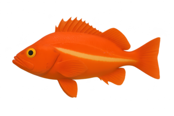Bright orange fish with yellow eyes, isolated on transparent background