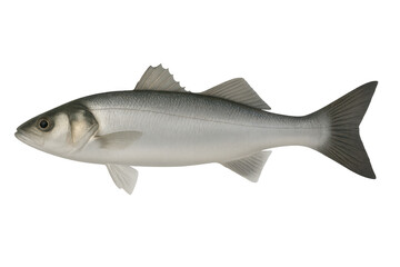 Obraz premium Fresh raw sea bass fish isolated on transparent background for culinary use