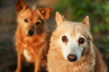Cute stray dogs outdoors, selective focus. Homeless animal