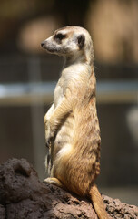 Meerkat on Guard